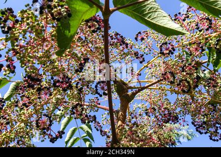 Angelica giapponese albero Aralia elata Foto Stock