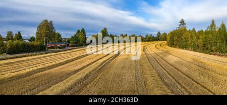 Panorama aereo drone appena raccolto piccolo campo di grano, raccolti sono stati recentemente raccolti. Pineta foresta sulla destra, legno rosso cabine estive e hou Foto Stock