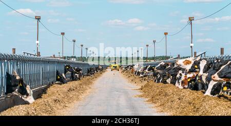 Mucche in caseificio mangiando fieno in fienile all'aperto. Allevamento e alimentazione per mungere il bestiame. Foto Stock