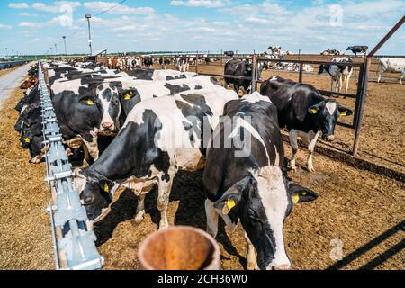 Moderna capanna all'aperto con molte mucche mungente che mangiano fieno in caseificio. Foto Stock