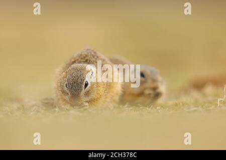 Ground Squirrel, Spermophilus citellus, mangiare semi e seduto in erba nel tardo pomeriggio estivo, ritratto animale, Repubblica Ceca, Europa. Foto Stock