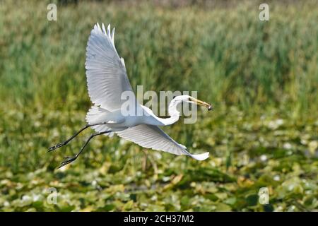 Grandi Egrets in habitat palustre Foto Stock