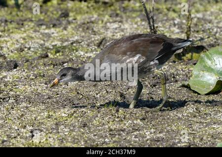 Pulcini gallinule all'età adulta il primo anno Foto Stock