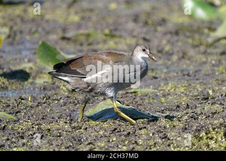 Pulcini gallinule all'età adulta il primo anno Foto Stock