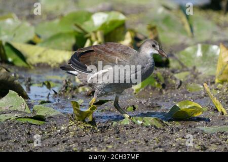 Pulcini gallinule all'età adulta il primo anno Foto Stock