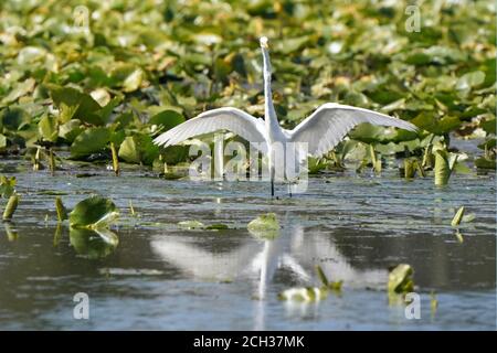 Grandi Egrets in habitat palustre Foto Stock