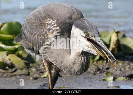 Grande Blue Heron in habitat paludoso mangiare pesce gatto Foto Stock