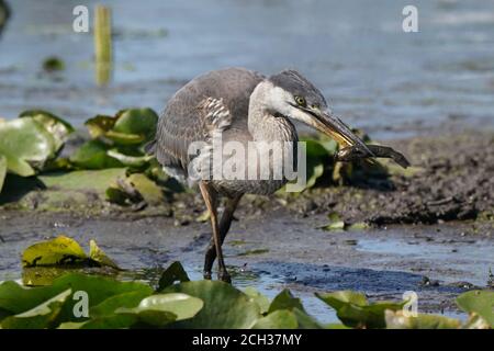 Grande Blue Heron in habitat paludoso mangiare pesce gatto Foto Stock
