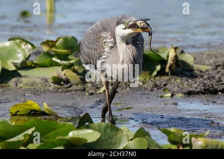 Grande Blue Heron in habitat paludoso mangiare pesce gatto Foto Stock