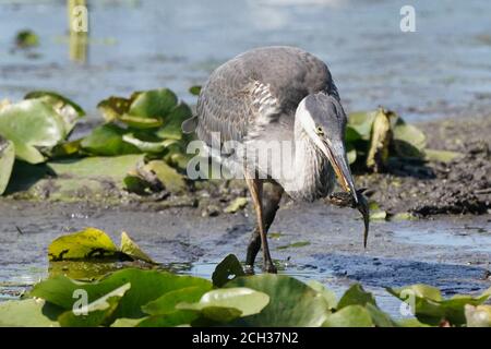 Grande Blue Heron in habitat paludoso mangiare pesce gatto Foto Stock