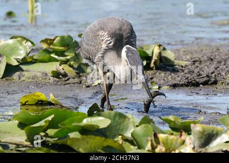 Grande Blue Heron in habitat paludoso mangiare pesce gatto Foto Stock