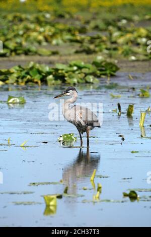 Grande Blue Heron in habitat paludoso mangiare pesce gatto Foto Stock