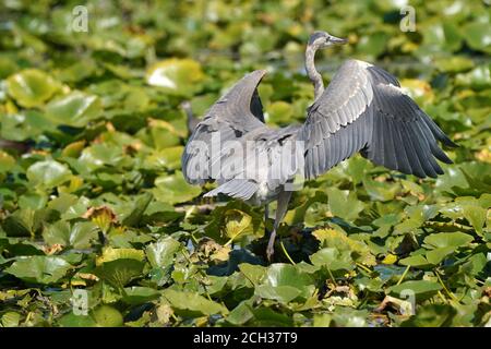 Grande Blue Heron in habitat paludoso mangiare pesce gatto Foto Stock