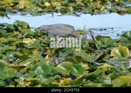 Grande Blue Heron in habitat paludoso mangiare pesce gatto Foto Stock