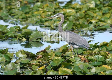 Grande Blue Heron in habitat paludoso mangiare pesce gatto Foto Stock
