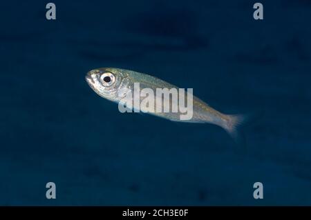 Ritratto di pesci subacquei di una sabbia mediterranea odorata (Atherina epsetus) nel Parco Naturale di Ses Salines (Formentera, Mar Mediterraneo, Spagna) Foto Stock