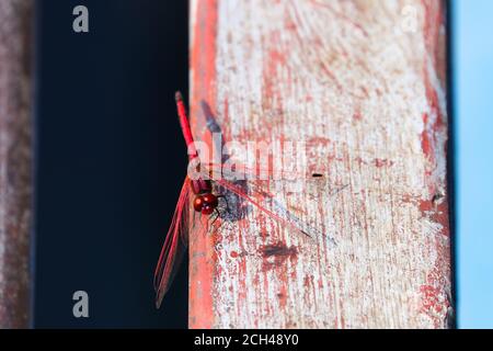 Dragonfly Dropwing con venature rosse su trave dipinta (Trithemis arteriosa) Foto Stock