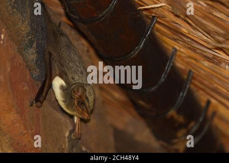 Zombino Mauriziano appese sotto tetto di paglia (Taphozous mauritianus) Foto Stock