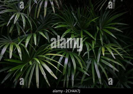 Belle e lussureggianti foglie di palme tropicali, sfondo naturale. Foto Stock