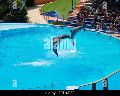 Delfini che saltano fuori dall'acqua sulla piscina dello zoo marina, Albufeira, Portogallo Foto Stock