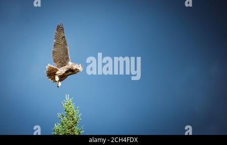 Un gufo di aquila che atterra sulla cima di un albero Foto Stock