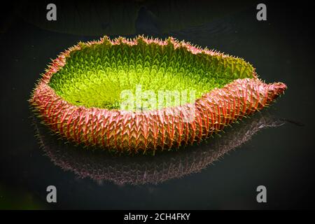 Immagine macro di un profilo laterale di una giovane foglia di giglio spiroso appena aperta, fluttuante su acqua calma, che mostra un riflesso speculare invertito dell'immagine. Foto Stock