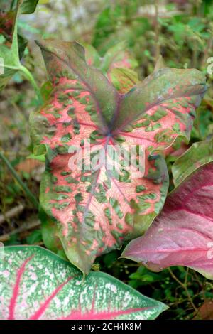 Belle foglie di Caladiun spp. Su sfondo naturale. Il Caladium è un genere di piante da fiore della famiglia delle Araceae. Sono spesso noti dal co Foto Stock