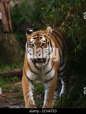 Tigre con strisce arancioni e nere che si prowling allo Smithsonian National Zoo di Washington, DC Foto Stock