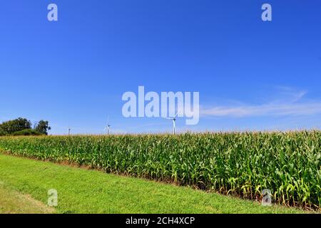 Malta, Illinois, Stati Uniti. Le turbine eoliche sono frontate da un raccolto di mais maturo in una fattoria dell'Illinois nord-orientale. Foto Stock