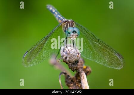 Primo piano di una femmina Blue Dasher (Pachypdipax longipennis). Raleigh, Carolina del Nord. Foto Stock