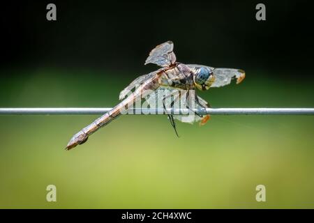 Nonostante sia stata distrutta e lacerata, questa femmina Great Blue Skimmer (Libellula vibra) sembra essere in alto spiriti. Foto Stock