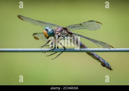 Closeup di una femmina Great Blue Skimmer (Libellula vibra) appollaiato su una recinzione. Raleigh, Carolina del Nord. Foto Stock