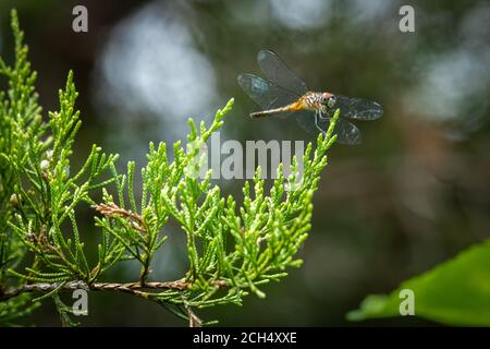 Una femmina Blue Dasher (Pachypdipax longipennis) si accoda su un ramo di cedro. Raleigh, Carolina del Nord. Foto Stock