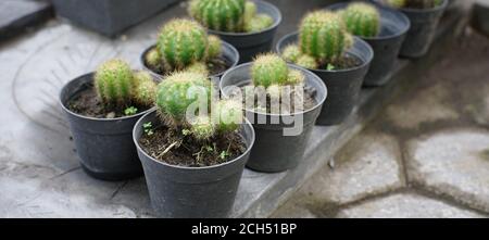 Vista dall'alto del mini cactus indonesiano. Gruppo di cactus in una pentola Foto Stock