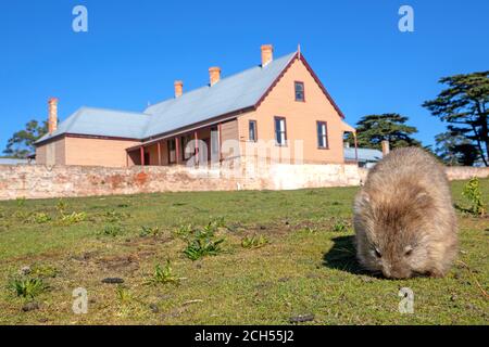 Wombat e il Coffee Palace a Darlington sull'Isola di Maria Foto Stock