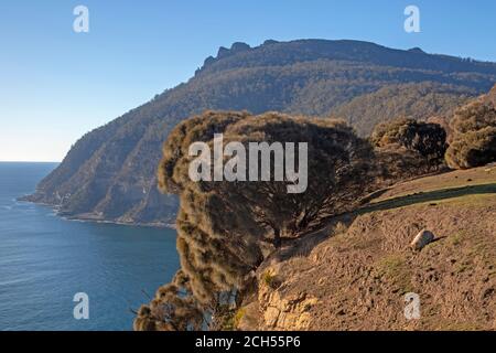 Wombat pascolando in cima alle scogliere, con Bishop e Clerk dietro Foto Stock