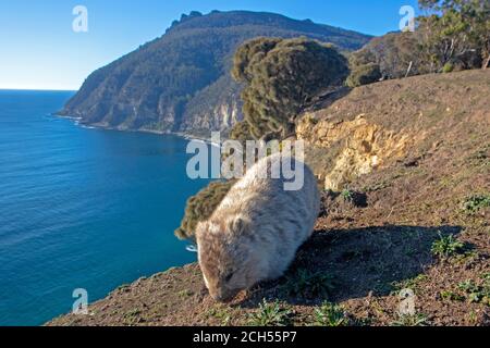 Wombat pascolando in cima alle scogliere, con Bishop e Clerk dietro Foto Stock