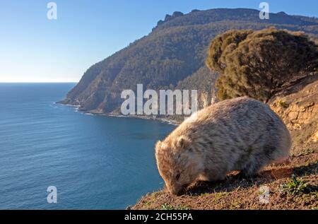 Wombat pascolando in cima alle scogliere, con Bishop e Clerk dietro Foto Stock