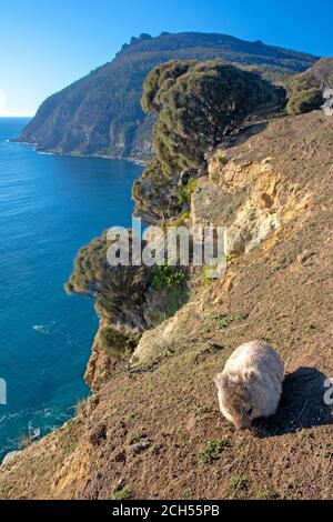 Wombat pascolando in cima alle scogliere, con Bishop e Clerk dietro Foto Stock