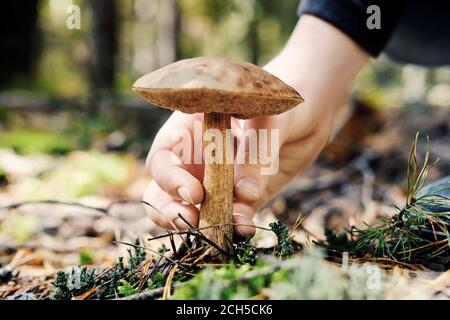 Hand of teenager picking boletus mushroom in sunny forest. Selective focus, close-up Foto Stock
