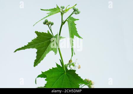 una pianta fiorente di una mallow o sida di foglia di ventilatore ermafrodita Foto Stock