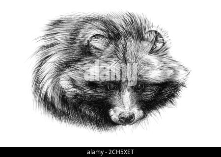 Ritratto di raccoon disegnato a mano, grafica di schizzo illustrazione monocromatica su sfondo bianco (originali, nessuna traccia) Foto Stock