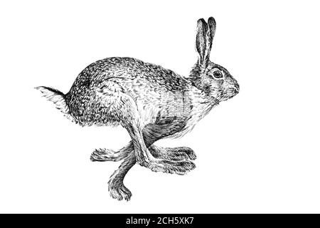 Disegnata a mano lepre, disegna la grafica illustrazione in bianco e nero su sfondo bianco (originali, senza tastatura) Foto Stock