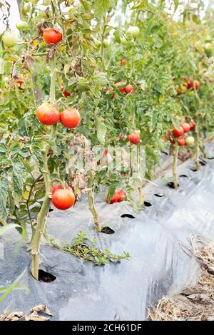 primo piano di pomodori maturi su cespugli con fuoco selettivo e. spazio di copia Foto Stock