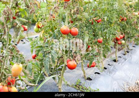 primo piano di pomodori maturi sui cespugli con fuoco selettivo Foto Stock