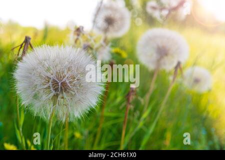 Teste di leone fliffy illuminate dal sole. Blowball con luce solare Foto Stock