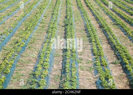 File di cespugli di fragole su campo coperto da pellicola Foto Stock