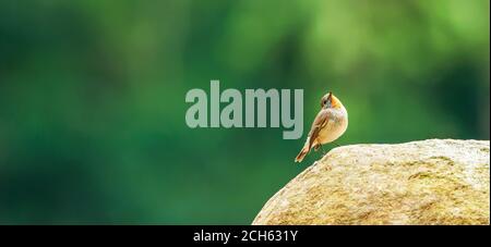 Un po 'di Flycatcher dal colore rosso è perching sulla roccia isolata su una foresta verde sfocata sullo sfondo. Foto Stock