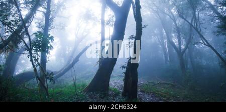 La foresta primordiale Mystic in blu nebby, il sole morbido brilla attraverso i rami di alberi selvatici su epifiti che crescono sul tronco di alberi tropicali. Foto Stock