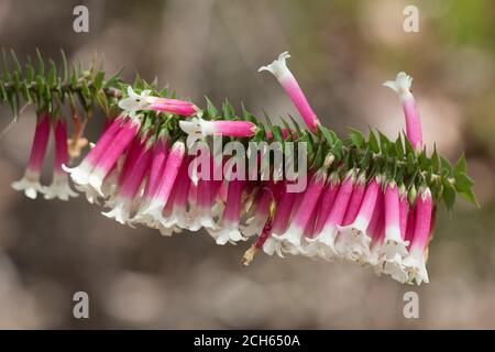 Australian Fuchsia Heath in fiore Foto Stock